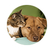 Companion animals