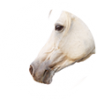 Equine